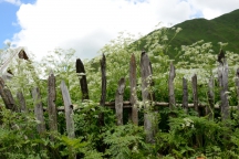 Georgia_160706_0970