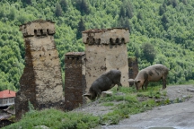 Georgia_160706_1064