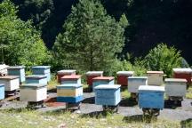 Georgia_160707_1152