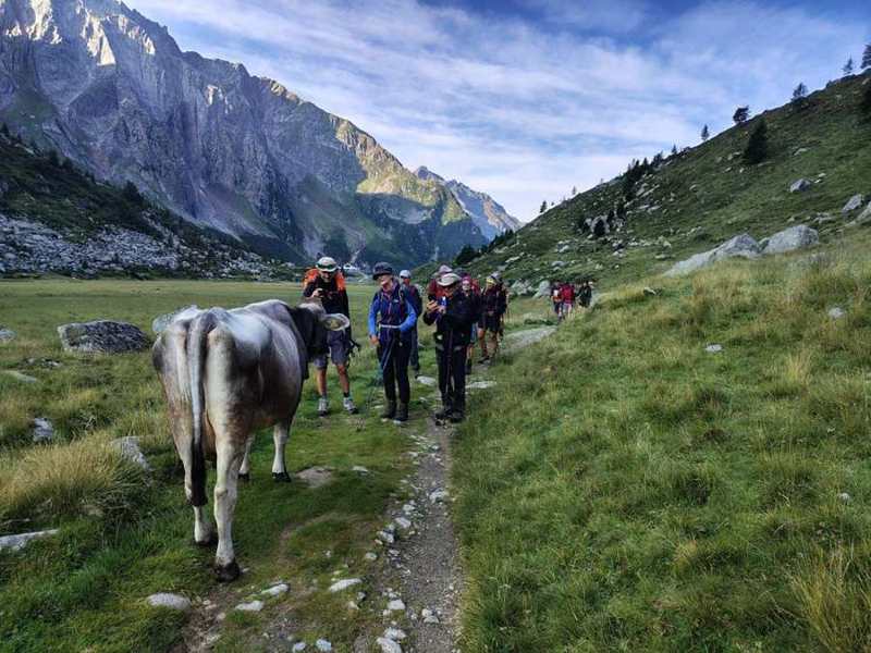 Una mucca sul sentiero: il gruppo si ferma a fotografarla