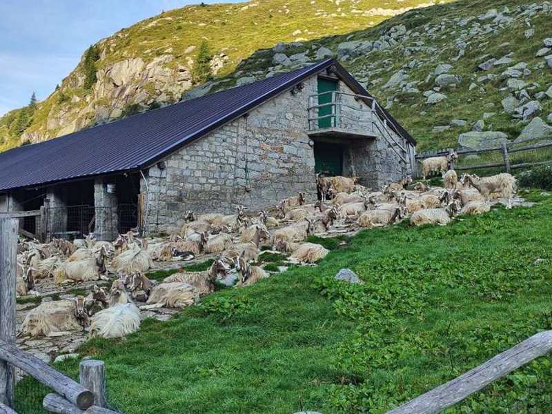 Capre a riposo davanti a una malga