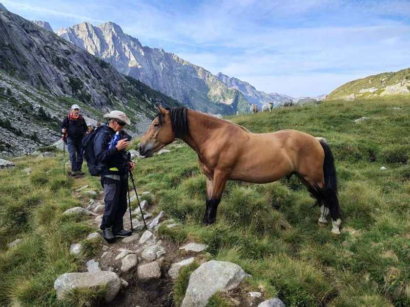 Un cavallo curioso lungo il sentiero