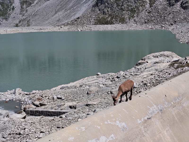 Uno stambecco sul bordo della diga, davanti al lago