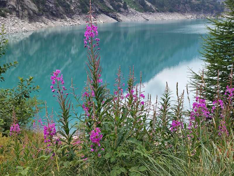Epilobi in fiore in riva al lago